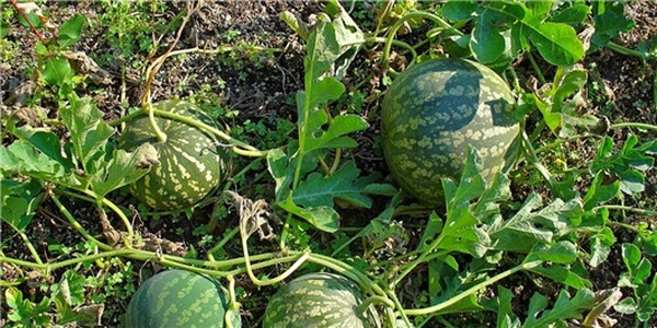 هندوانه جالیز