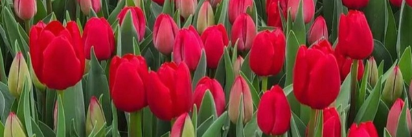 تصویر سربرگ نمایه‌ی ‌zeynab‌