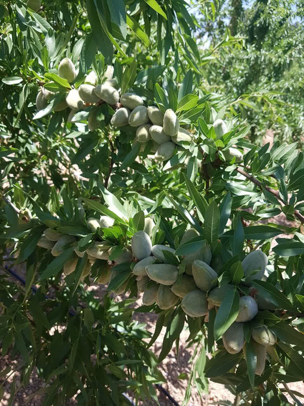 بادام