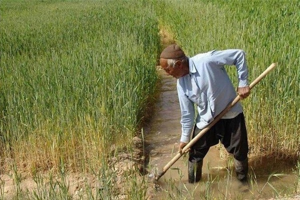بیمه کشاورزی گیلان
