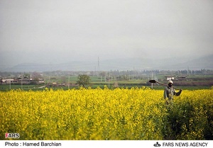 مزرعه دانه های روغنی کلزا در استان گلستان