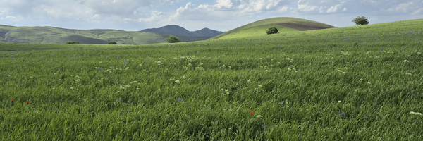 تصویر سربرگ نمایه‌ی ‌سهیلا محمدی‌