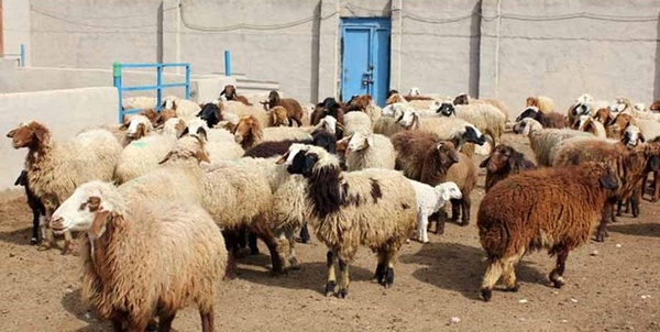 هیأت اسلامشهر - پرورش گوسفند 