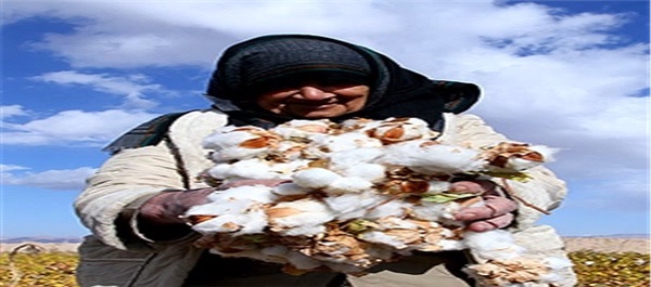 برداشت پنبه در خراسان شمالی