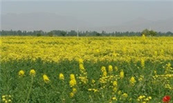 گلزار گل و گیاه خراسان جنوبی