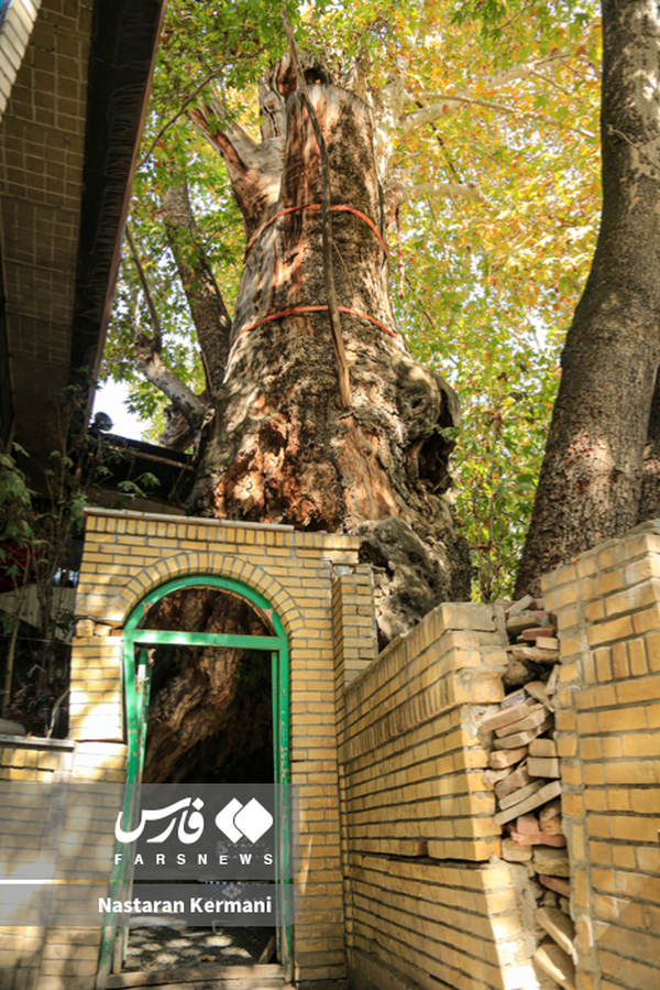 درخت تاریخی برغان
