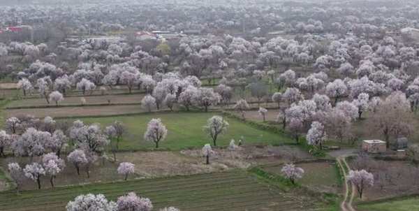 باغستان قزوین