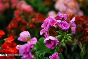 نمایشگاه سراسری گل و گیاه  و صنایع دستی در اهواز