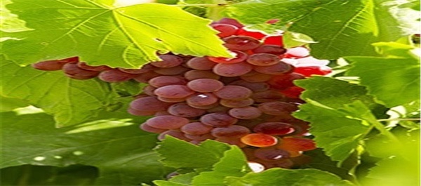 برداشت انگور در روستای هزاوه اراک