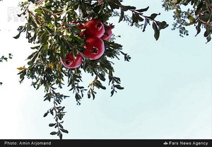 باغ انار در نی ریز استان فارس