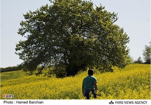 مزرعه دانه های روغنی کلزا در استان گلستان