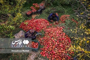 برداشت انار از باغات «فاروق» 