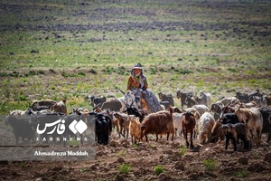 کوچ بهاره «عشایر فارس»