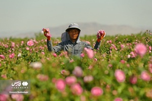 برداشت گل محمدی از مزارع قم