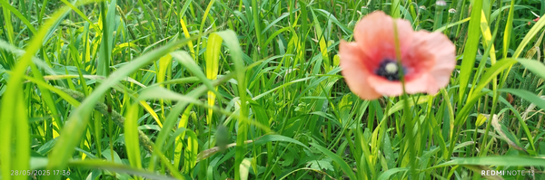 تصویر سربرگ نمایه‌ی ‌مهرآسا جانعلی پور‌