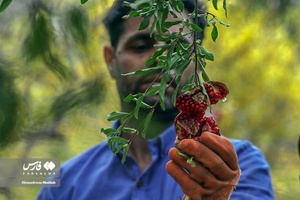 برداشت انار از باغات «فاروق» 