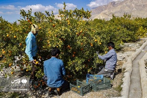 نارنگیِ  «سیاهو» 