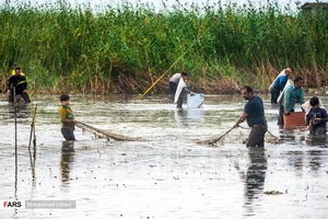 اهالی روستای رودبست بابلسر با ورود به اب بندان شروع به صید میکنند
