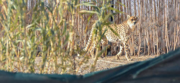 یوزهای آسیایی
