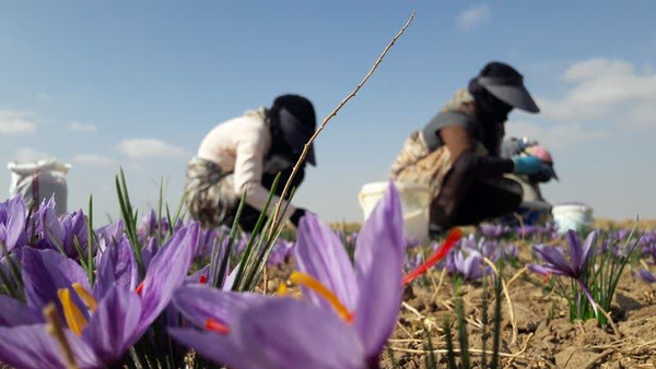 زعفران