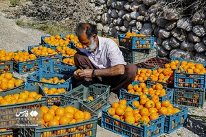 نارنگیِ  «سیاهو» 