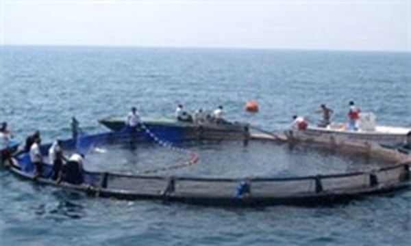 پرورش ماهی در قفس