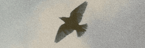 تصویر سربرگ نمایه‌ی ‌کلاغ خبرچین🐦‍⬛‌