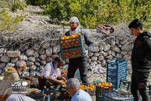 نارنگیِ  «سیاهو» 