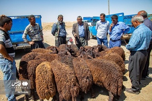 خرید و فروش دام عیدانه در استان‌ها  /آذربایجان شرقی