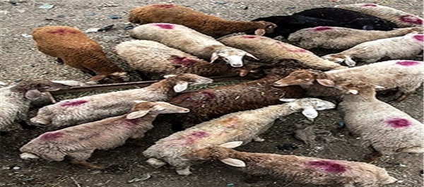 گوسفند و دام