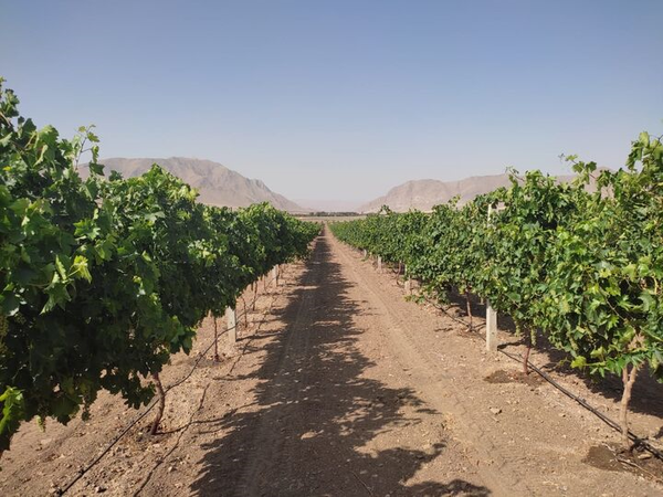 انگور