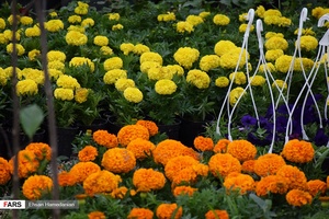 گل‌های بهاری مهمان‌خانه اصفهانی‌ها