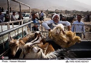 بازار خرید و فروش دام در آبدانان