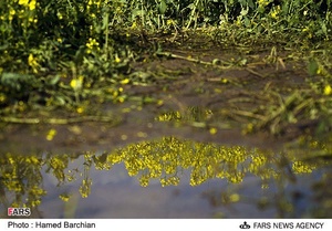 مزرعه دانه های روغنی کلزا در استان گلستان