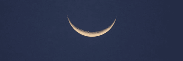 تصویر سربرگ نمایه‌ی ‌سلنوفیل‌