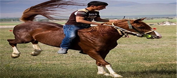 مسابقات اسب سواری در شهر سلطانیه