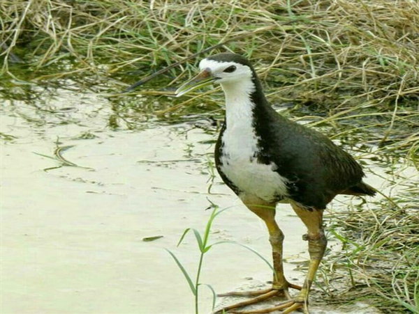 طاووسک
