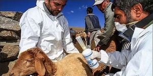واکسیناسیون دام