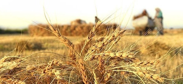 گندم، زراعت، کشاورزی