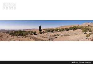 سرو تاریخی بیزه در سبزوار