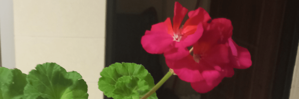 تصویر سربرگ نمایه‌ی ‌9**5177‌