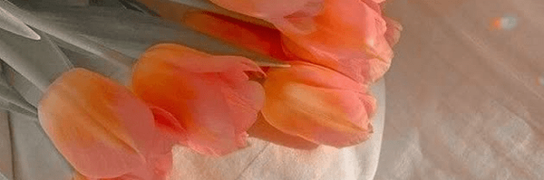 تصویر سربرگ نمایه‌ی ‌سمیه نعمتی‌