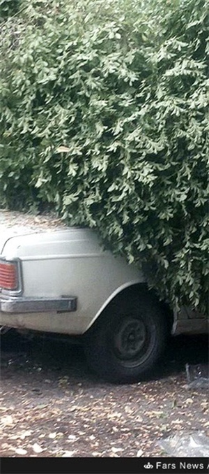 شکستن درختان