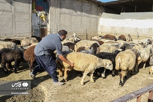 خرید و فروش دام عیدانه در استان‌ها /فارس