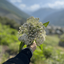 تصویر نمایه‌ی ‌حمیده رهکشای‌