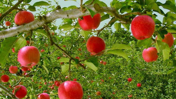 خراسان‌شمالی و سیب‌هایی که باید خوشه‌ای شوند