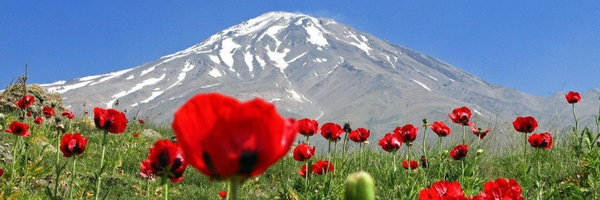 تصویر سربرگ نمایه‌ی ‌مرتضی صارمی‌