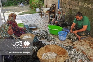 از پیله تا نخ ابریشم در گیلان 