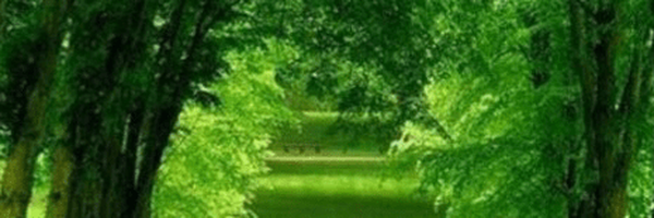 تصویر سربرگ نمایه‌ی ‌آرام سادات‌