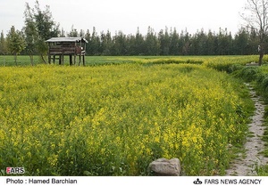 مزرعه دانه های روغنی کلزا در استان گلستان